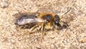 Andrena dorsata (Short-fringed Mining Bee).jpg